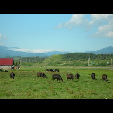 焼肉ありらん｜和牛と国産牛の違いって？