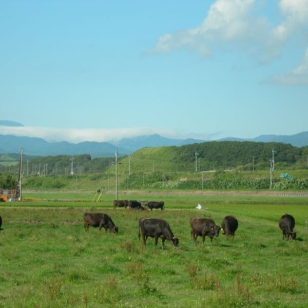 焼肉ありらん｜和牛と国産牛の違いって？